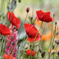 poppy field