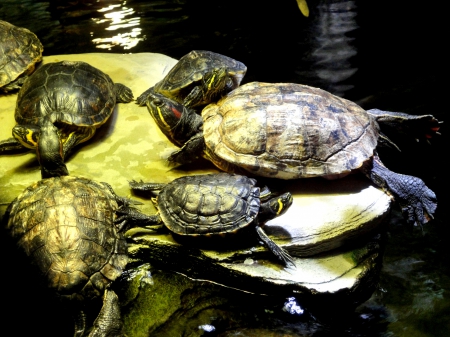 Yellow bellied slider - stone, water, turtle, yellos