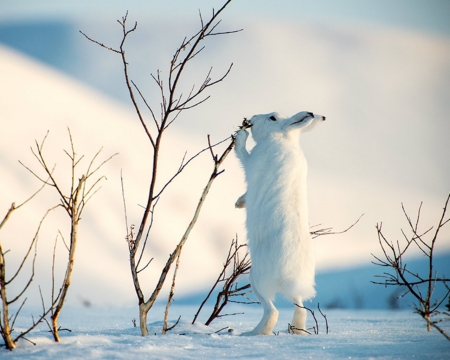 White bunny - rabbit, animals, snow, twigs, bunny