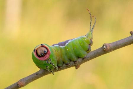 Caterpillar - caterpillar, animals, branch, insect, green