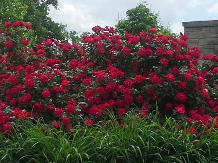 Beautiful Red Roses - clouds, grass, red roses, wall