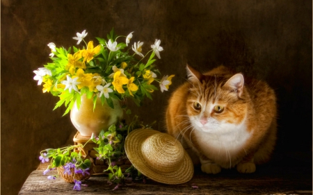 Still life - hat, flowers, vase, still life, cat