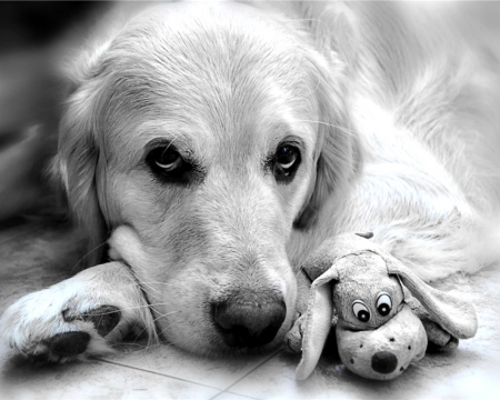 Dog face - cute, dog, face, black and white, toy, animals