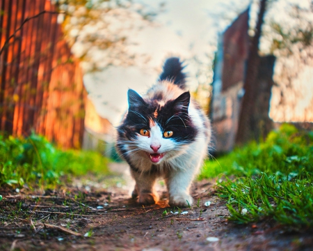 Cat - cat, path, animals, cute