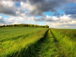 tracks through wavy green fields