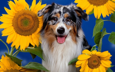 ***  Dog and sunflowers ***