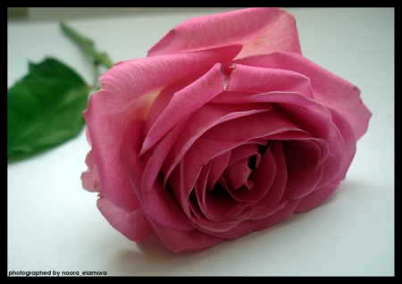 For You - flower, pink, nature, rose