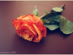 Orange Rose