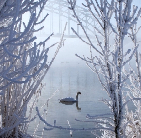 Cold sunny morning - morning, swan, lake, cold