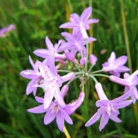 Pink Agapanthus