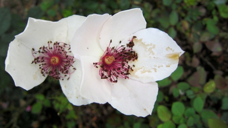 Flowers - flowers, getting wither, lovely, white