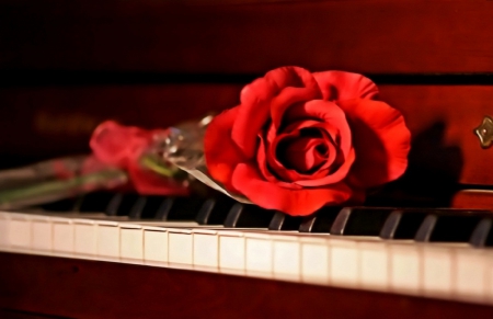 ♥ music for red rose ♥