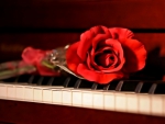 ♥ music for red rose ♥