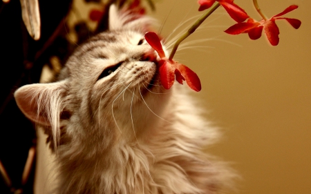 SMELL of SPRING - pet, flowers, cat, spring, smelling