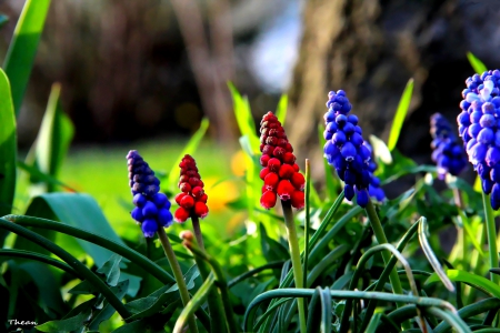 GRAPE HYACINTHS - flowers, grape hyacinths, red, spring