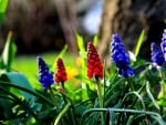 GRAPE HYACINTHS