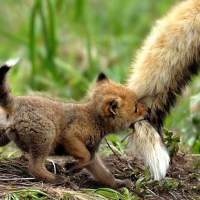 I'VE GOT YOUR TAIL!