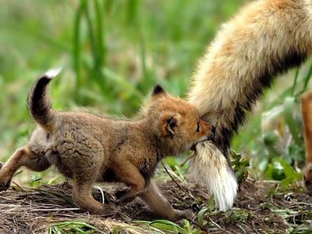 I'VE GOT YOUR TAIL! - adorable, animals, baby animals, nature, fox, foxes, forest, grasses, cute, wild animals