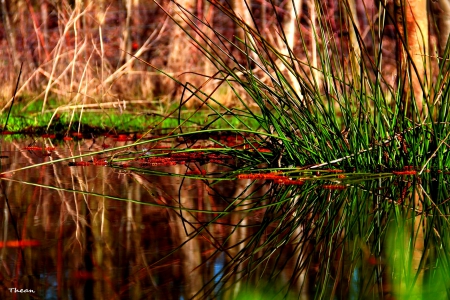 FOREST POND - pond, water, reflection, image, grass