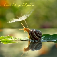 SNAIL WITH SUN UMBRILLA