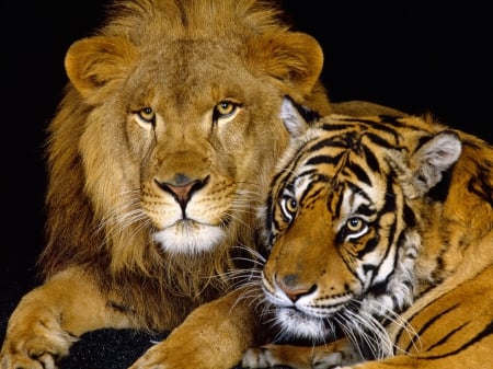 TOGETHER AS FRIENDS - friends, lion, tiger, cats