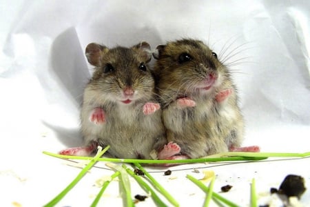 Two scared little mice - two, scared, animals, mouse, mice, cute, little