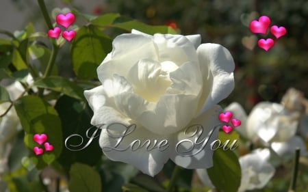 White Rose - nature, beauty, wallpaper, flowers