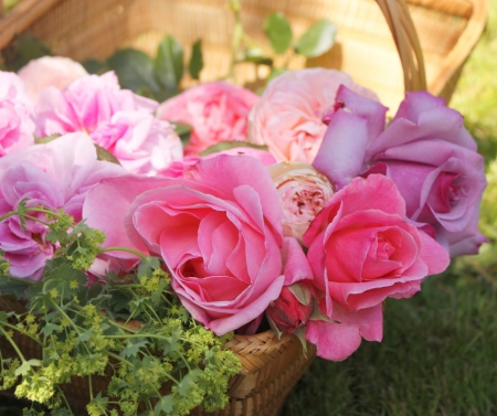 Fresness in pink - roses, fragrance, beauty, freshness, petals, pink, still life, flowers, basket, fresh, nature, garden, nuances