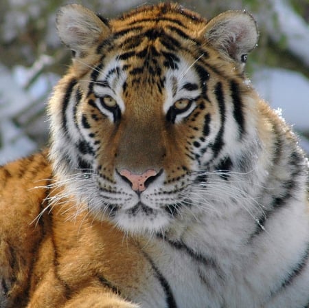 Tiger Stare - tiger stare, siberian tiger, tiger, bengal tiger