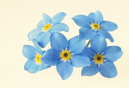 Nu Ma Uita - flowers, flower, forget me not, blue