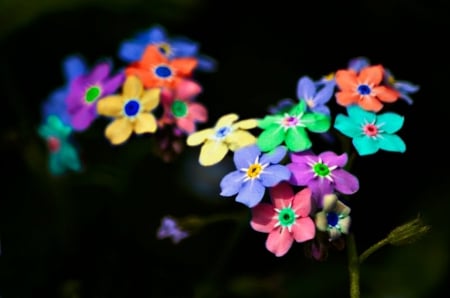 	 Differently - another, forget me not, flowers, nature, colors