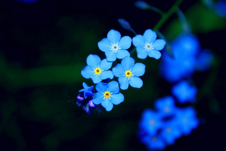 Forever Blue - forget me not, flowers, ever, forever, blue