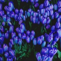 Tulip blues