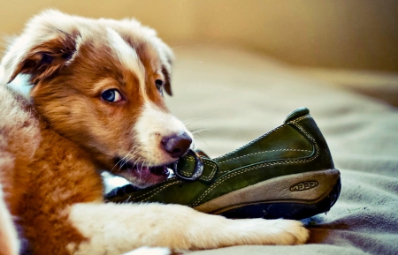 What?! It's my duty! - animal, shoe, funny, green, cute, dog, puppy