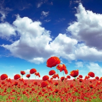 Poppy Field