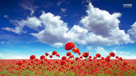 Poppy Field - Sunny, Brigh, Field, Poppy