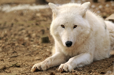 wolf - nice, white, wolf, wolves