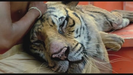 You are my friend - rest, friends, tiger, life of pi