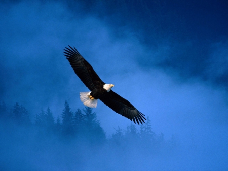 Flying Eagle - wings, raptor, dust, sky, majestic