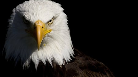 Majestic Stare - whitehead, eagle, raptor, eyes