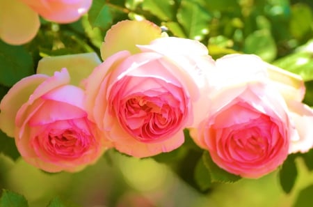 Pink Roses - blooms, bouquet, summer, lovely