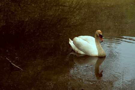 Swan - lake, swans, painting, swan