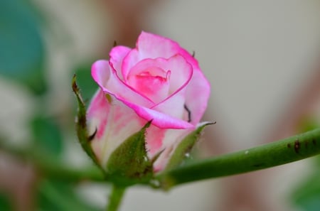 Single, but preciousâ™¥ - love, heavenly, nature, precious, forever, pink, single, garden, flower