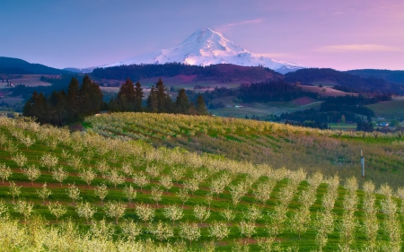 wonderful hilly orchards in front of a mountain - hills, trees, orchards, mountain