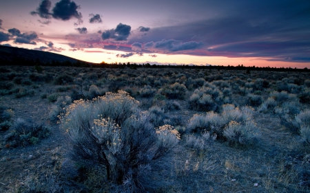 sunset on desert shrubs - desert, sunset, shrubs, clouds