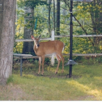 Deer  by Fence