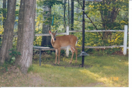 Deer  by Fence - fence, deer, wildlife, woods