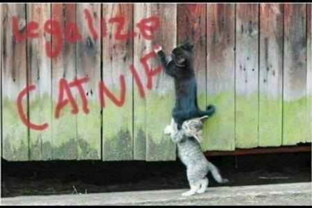 Kitten Graffiti