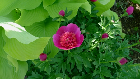 Pretty Flower - pretty, Spring, garden, red, green, flower, Peony