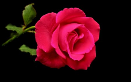 Rose - nature, beauty, flowers, rose